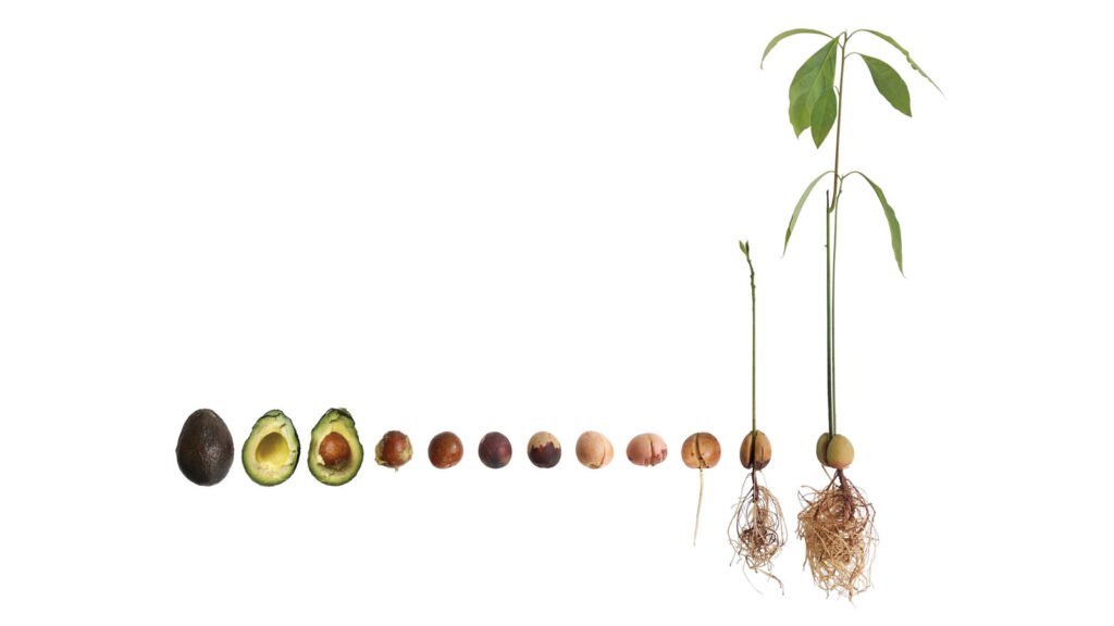 انواع روش تکثیر آووکادو؛ از کاشت هسته تا قلمه‌زدن و پیوند زدن
