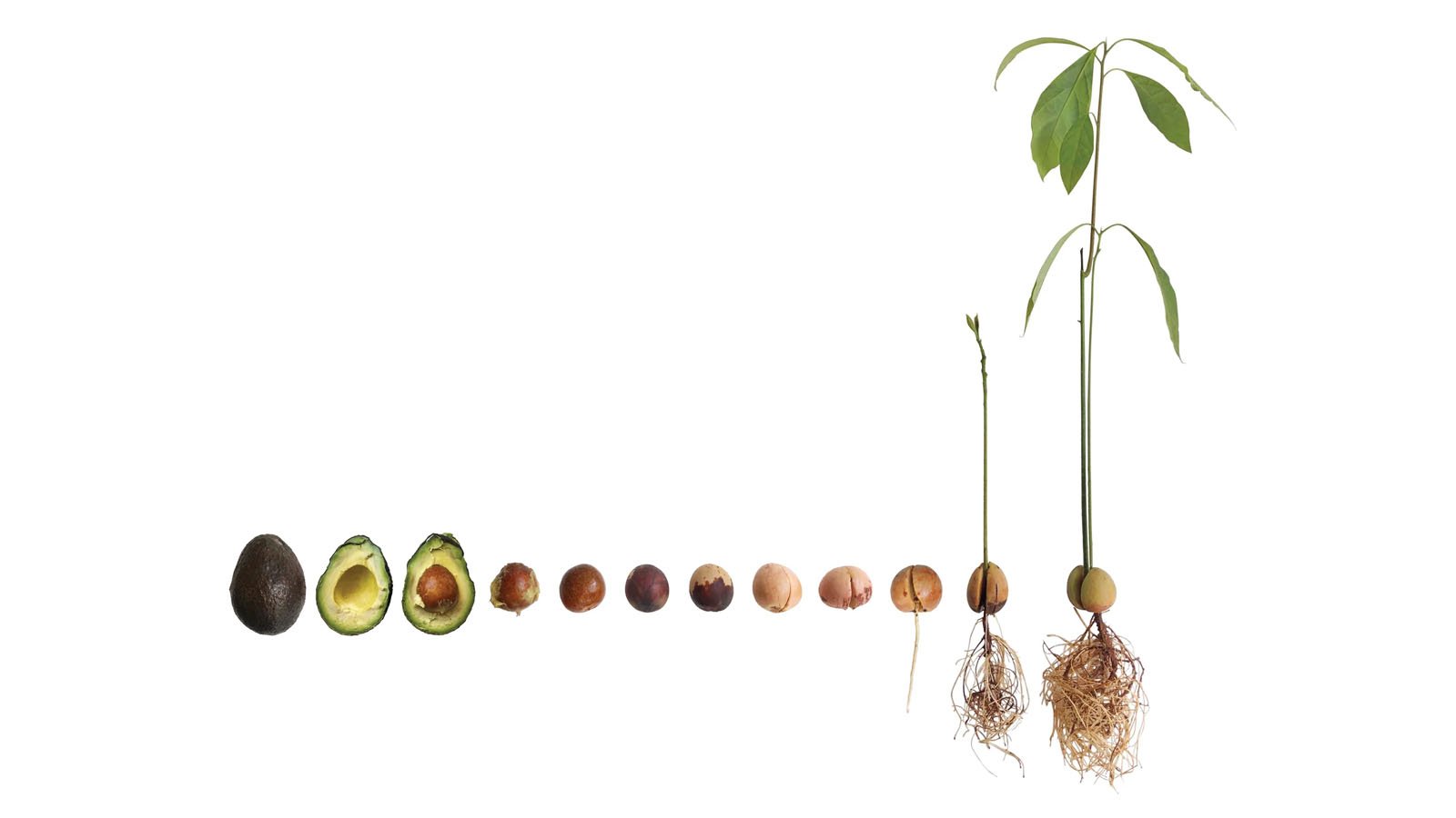 انواع روش تکثیر آووکادو؛ از کاشت هسته تا قلمه‌زدن و پیوند زدن