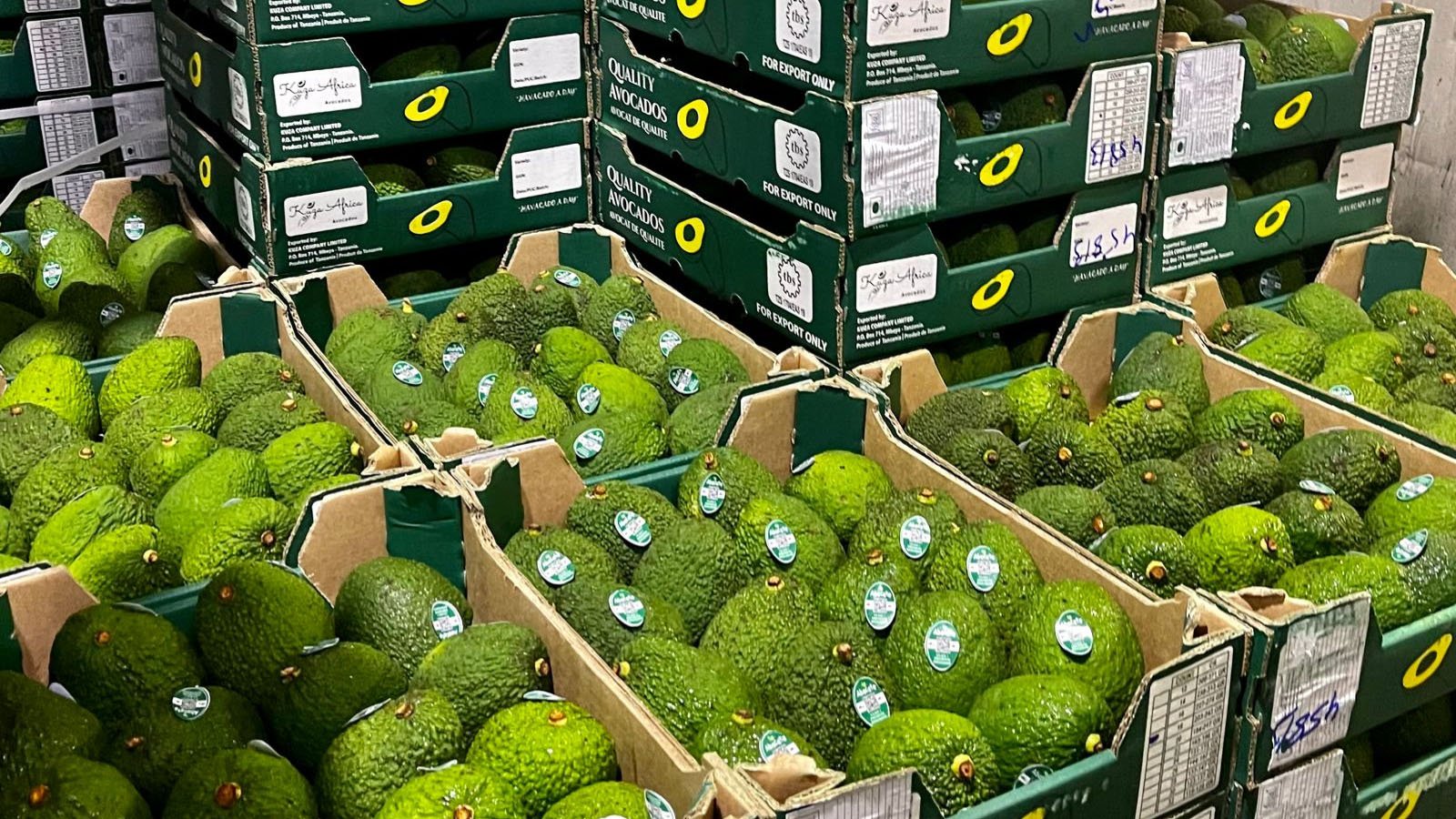 واردات آووکادو از کدام کشورها انجام می‌شود؟
