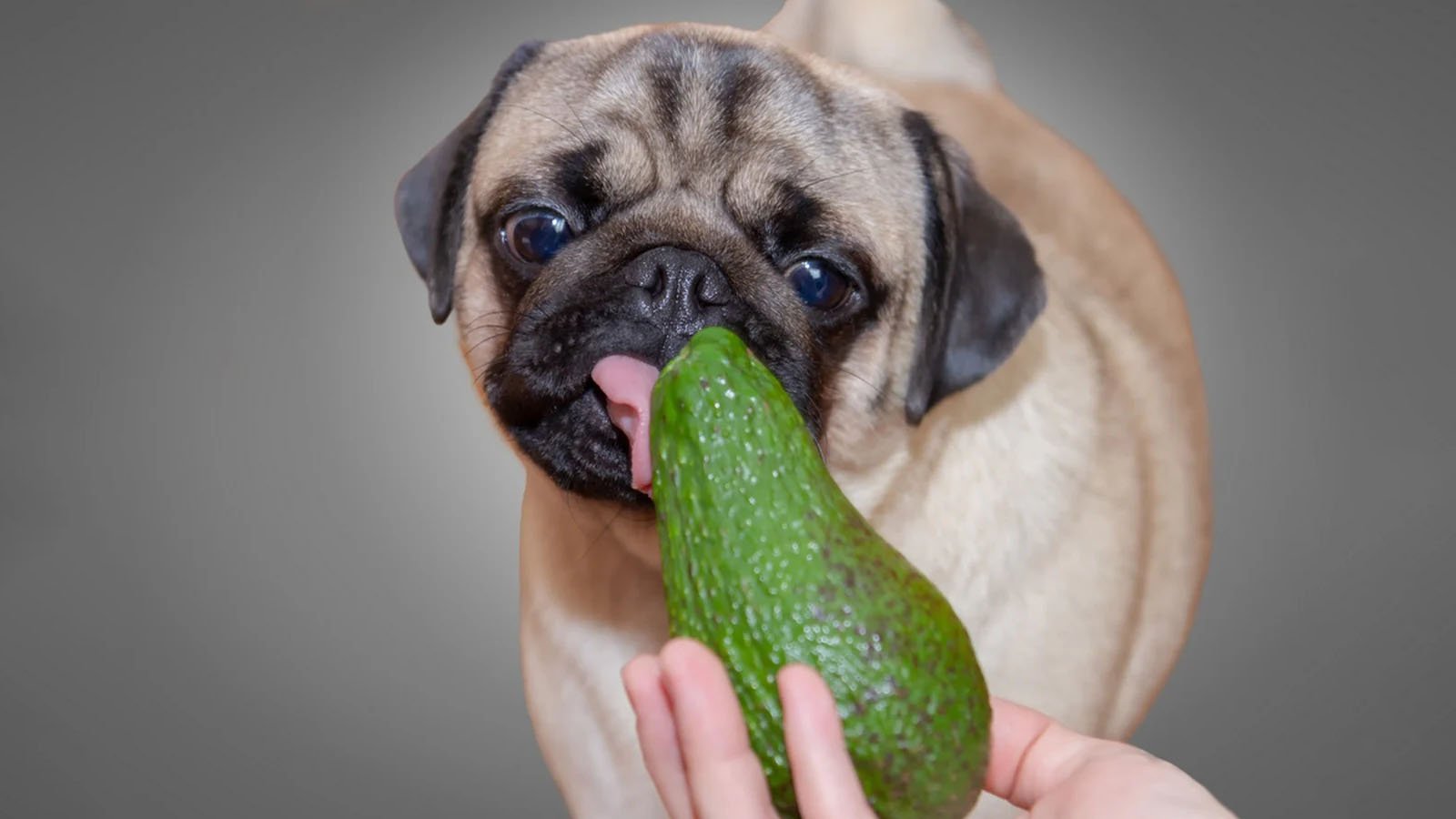 آووکادو برای سگ مفید است یا خطرناک؟ راهنمای کامل مصرف آووکادو برای حیوانات خانگی