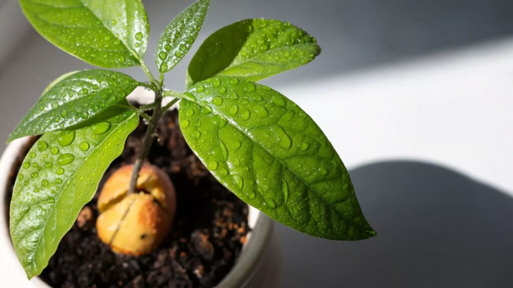 چگونه آووکادو بکاریم؟ آموزش ساده و عملی کاشت آووکادو در خانه