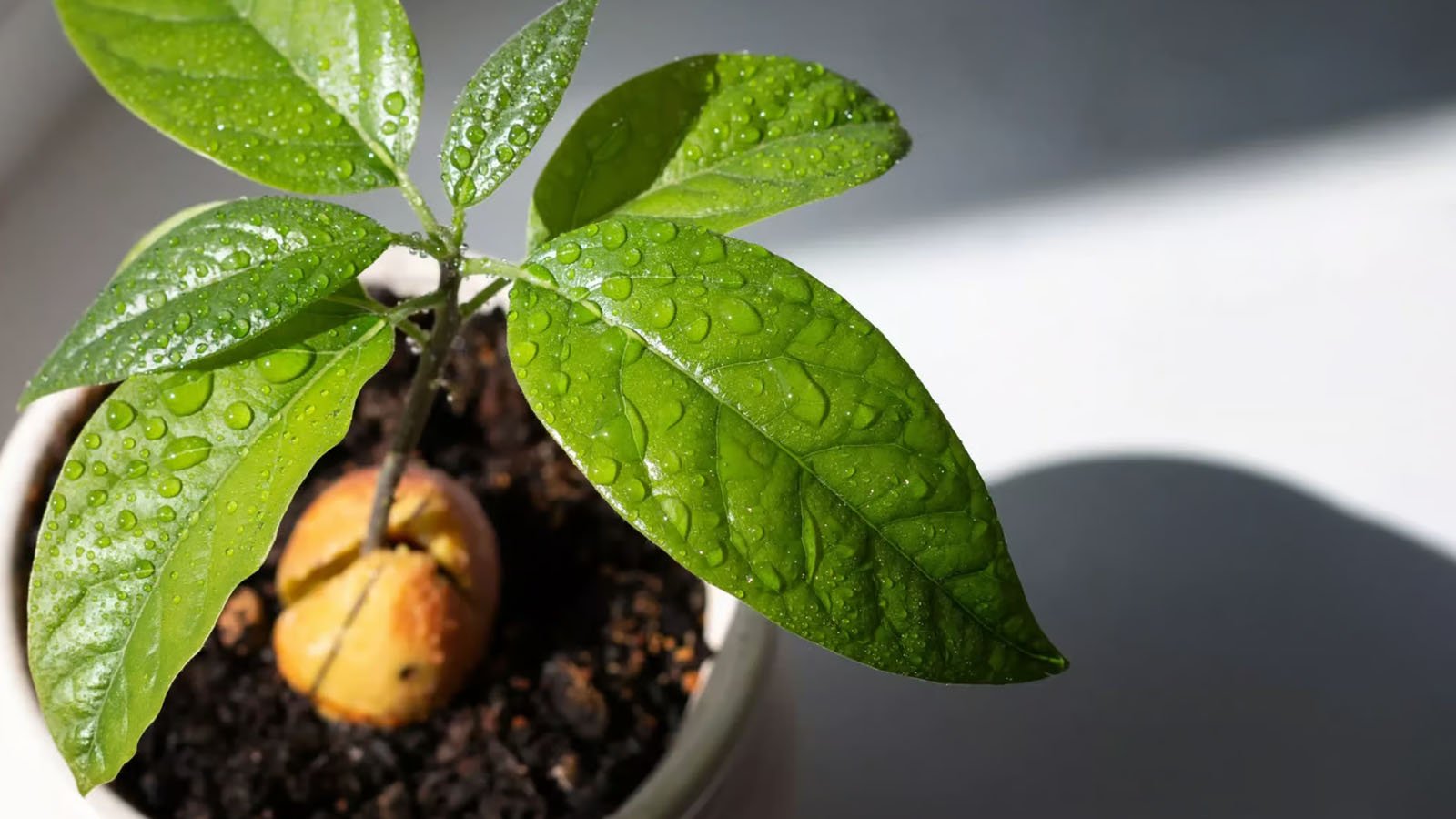 چگونه آووکادو بکاریم؟ آموزش ساده و عملی کاشت آووکادو در خانه