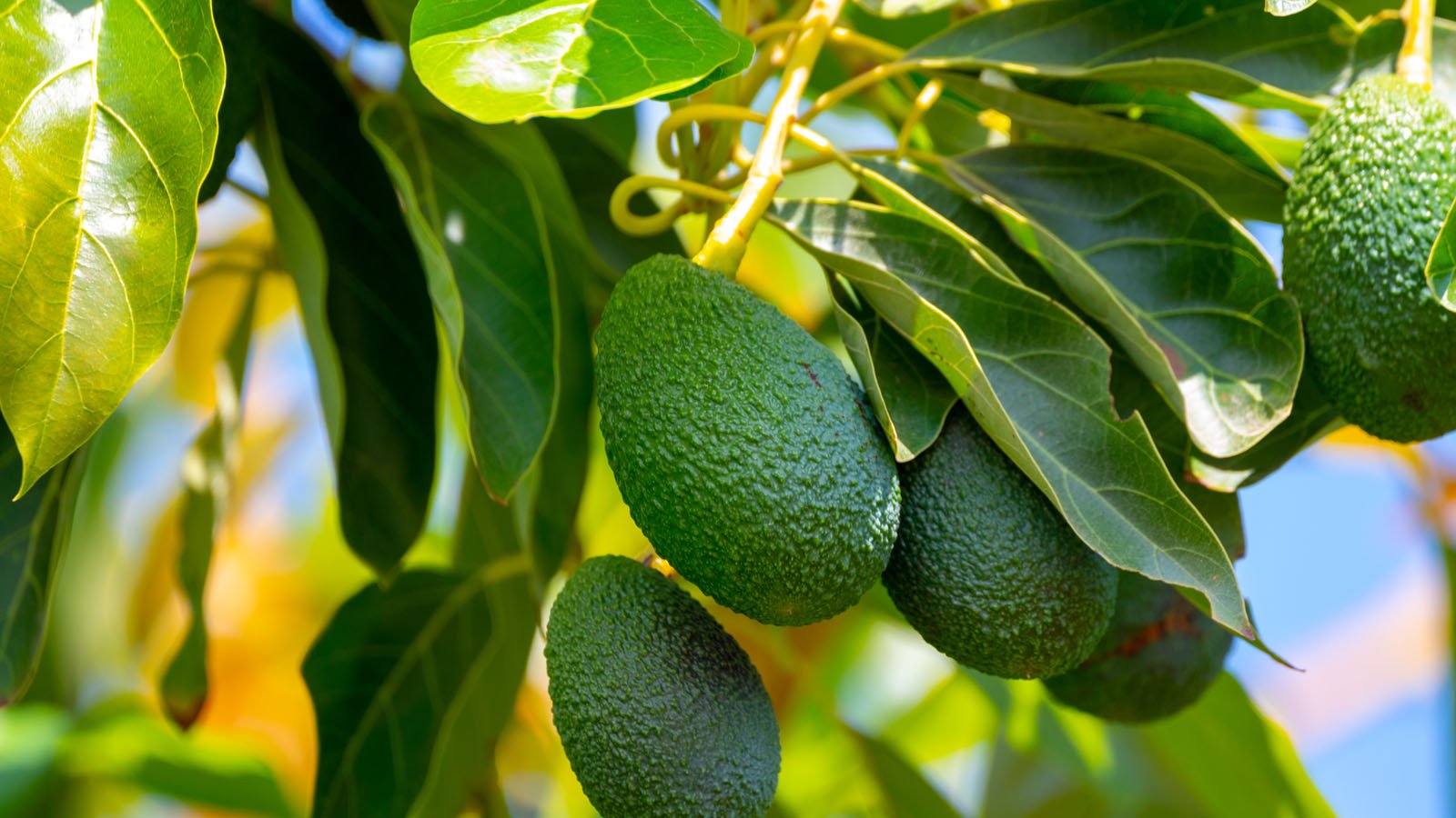 مقایسه آووکادو ایرانی و خارجی: تفاوت کیفیت، ارزش خرید و قیمت