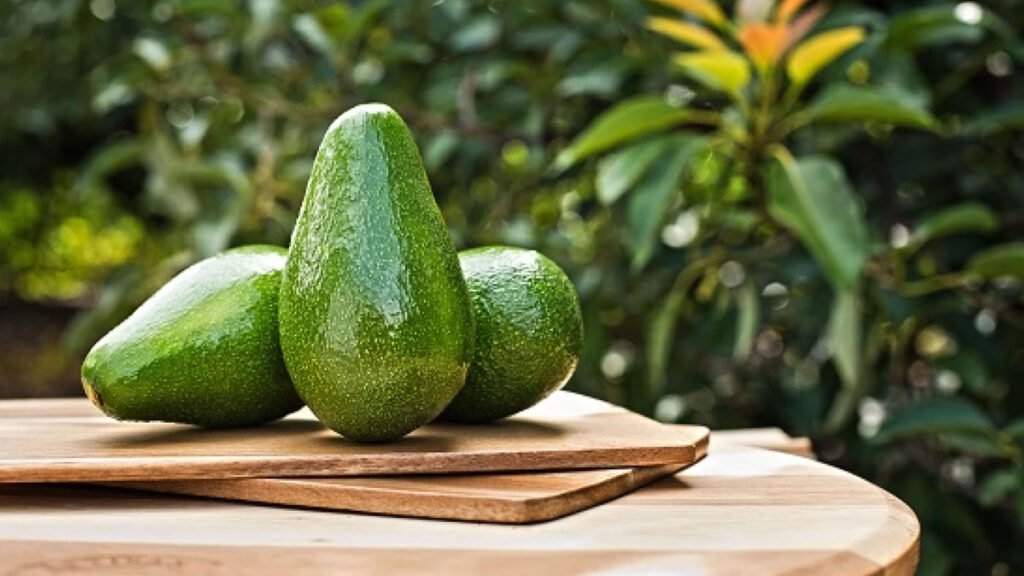 بهترین نژاد آووکادو برای کاشت و مصرف در ایران