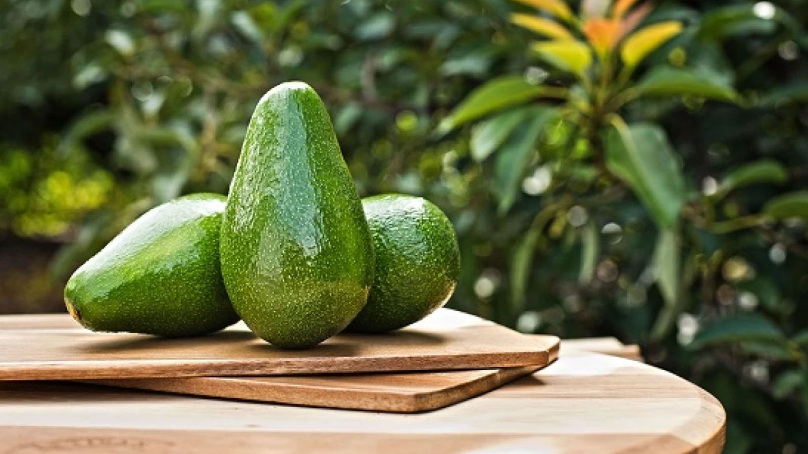 بهترین نژاد آووکادو برای کاشت و مصرف در ایران