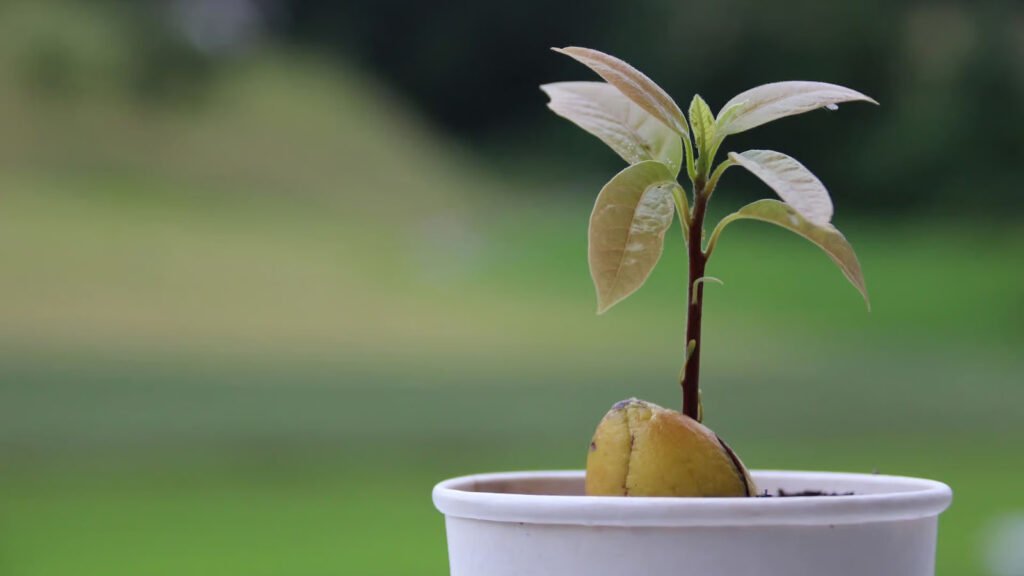 نهال آووکادو؛ راهنمای انتخاب، خرید و نگهداری